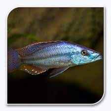 Rock-Dwelling Mbuna Cichli - Compressiceps East African Cichlid (Malawi Eyebiter)