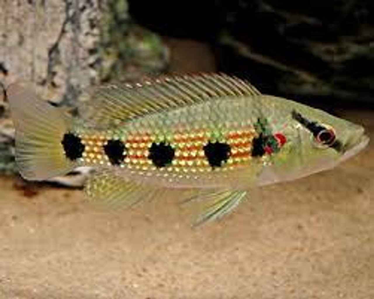 Jewel Fish 5 Spot