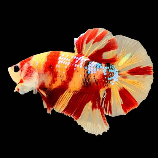 Betta Nemo (Male)