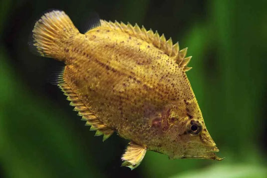 Leaf Fish Amazon Leaf Fish (Monocirrhus polyacanthus)