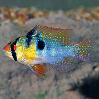 German Blue Rams