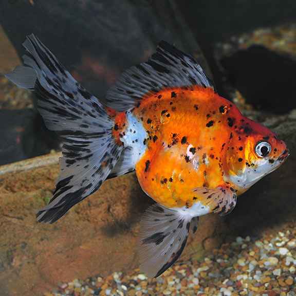 Ryukin Calico