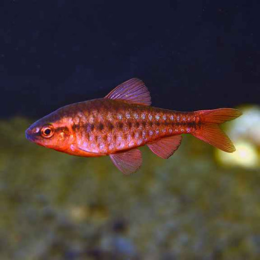 Cherry barbs