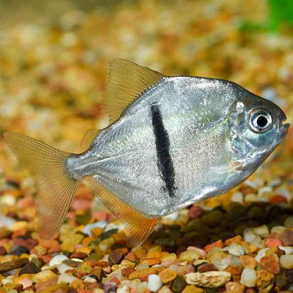 Black Bar Silver Dollar (Myleus schomburgkii) 3"