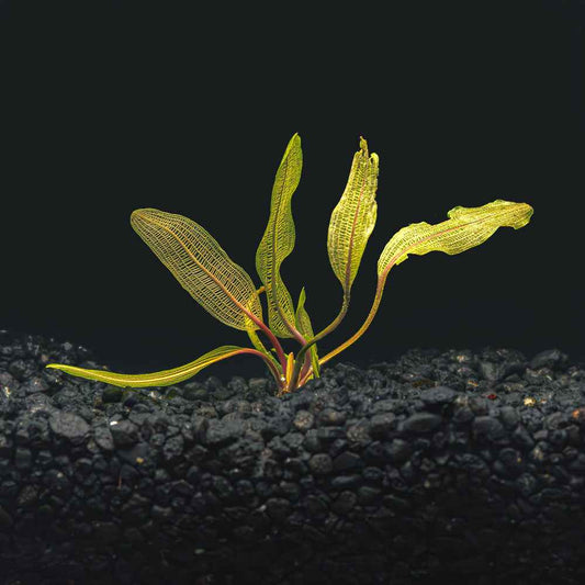 Aponogeton Madagascar Lace
