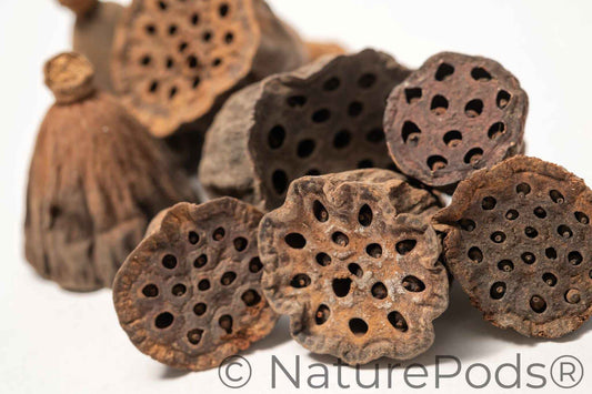 Mini Lotus Seed Pods