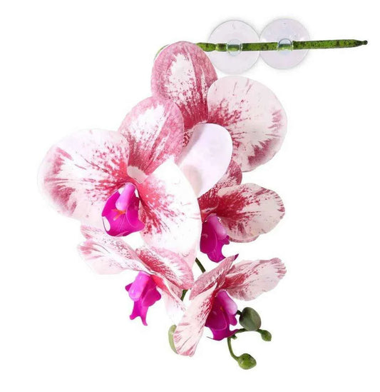 Pangea Hanging Orchids - White