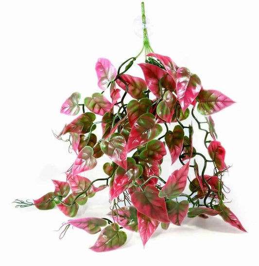Pangea Red Plant