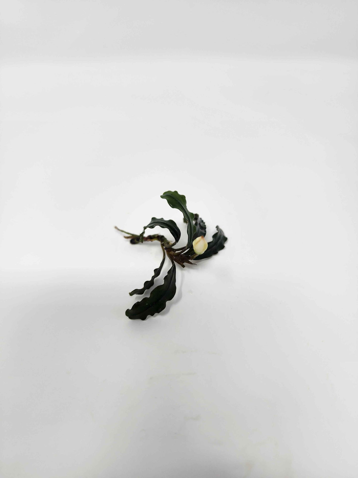 Bucephalandra Mix (Pack of 5)