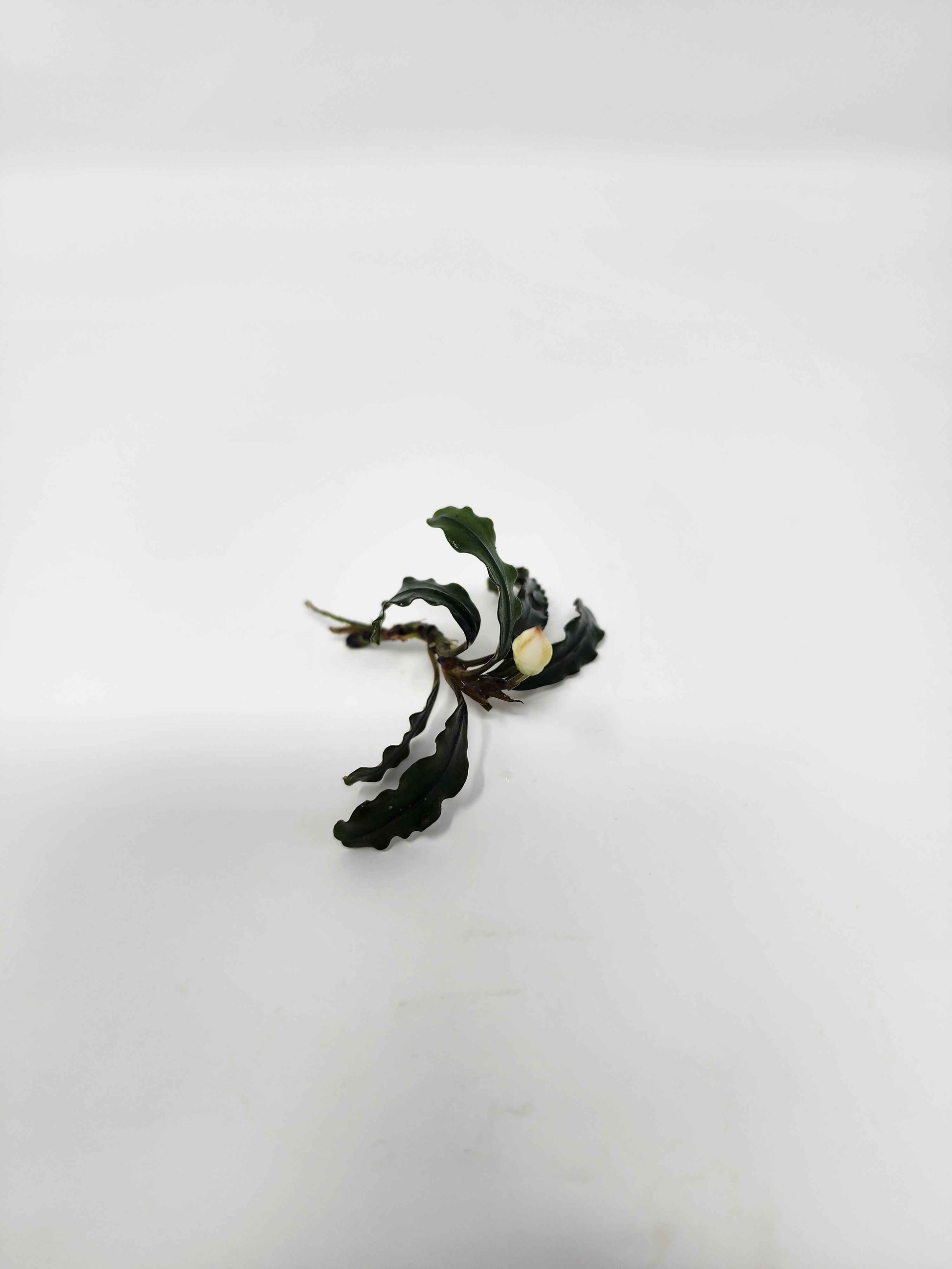 Bucephalandra Mix (Pack of 5)