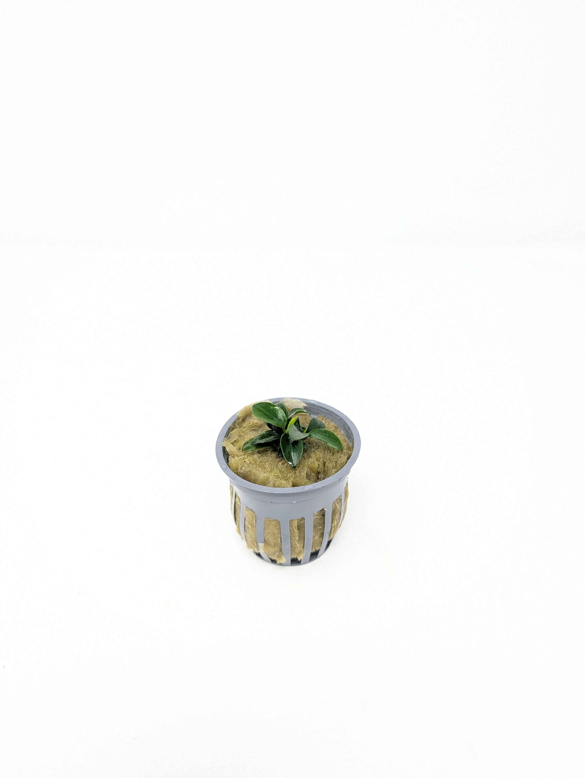Potted Anubias Nana Petite