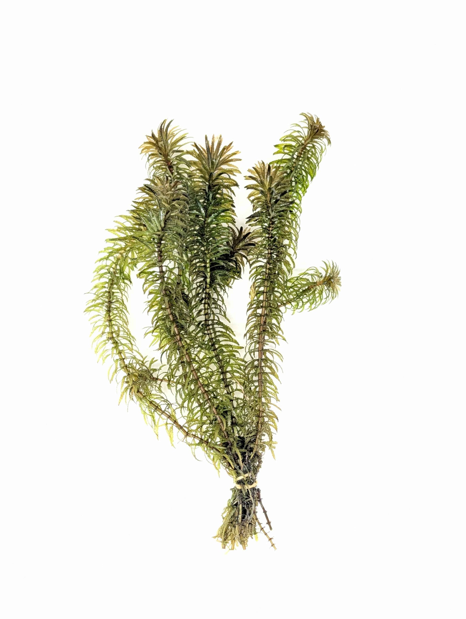 Anacharis - Elodea Najas - Water Weed