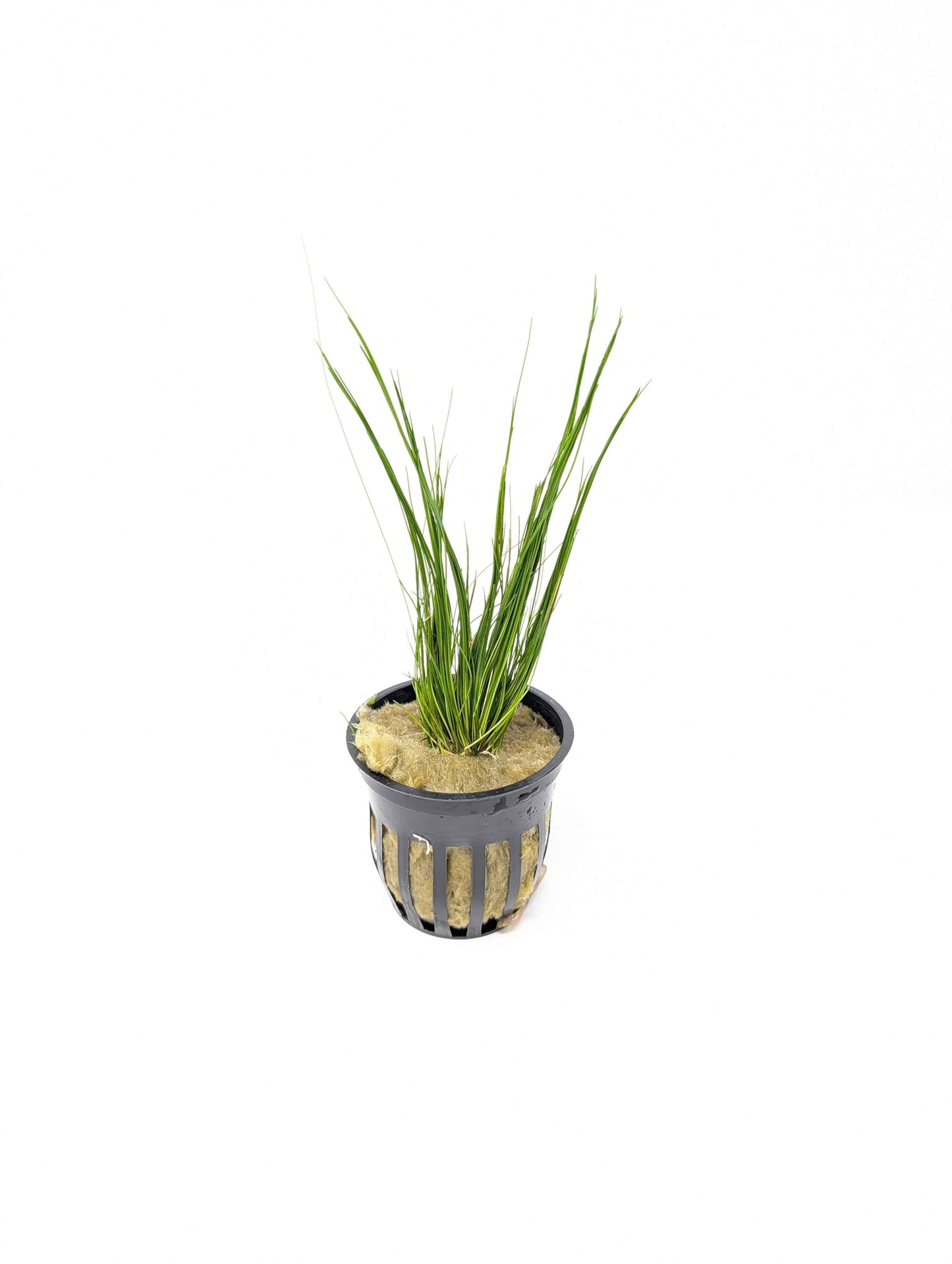 Dwarf Hairgrass