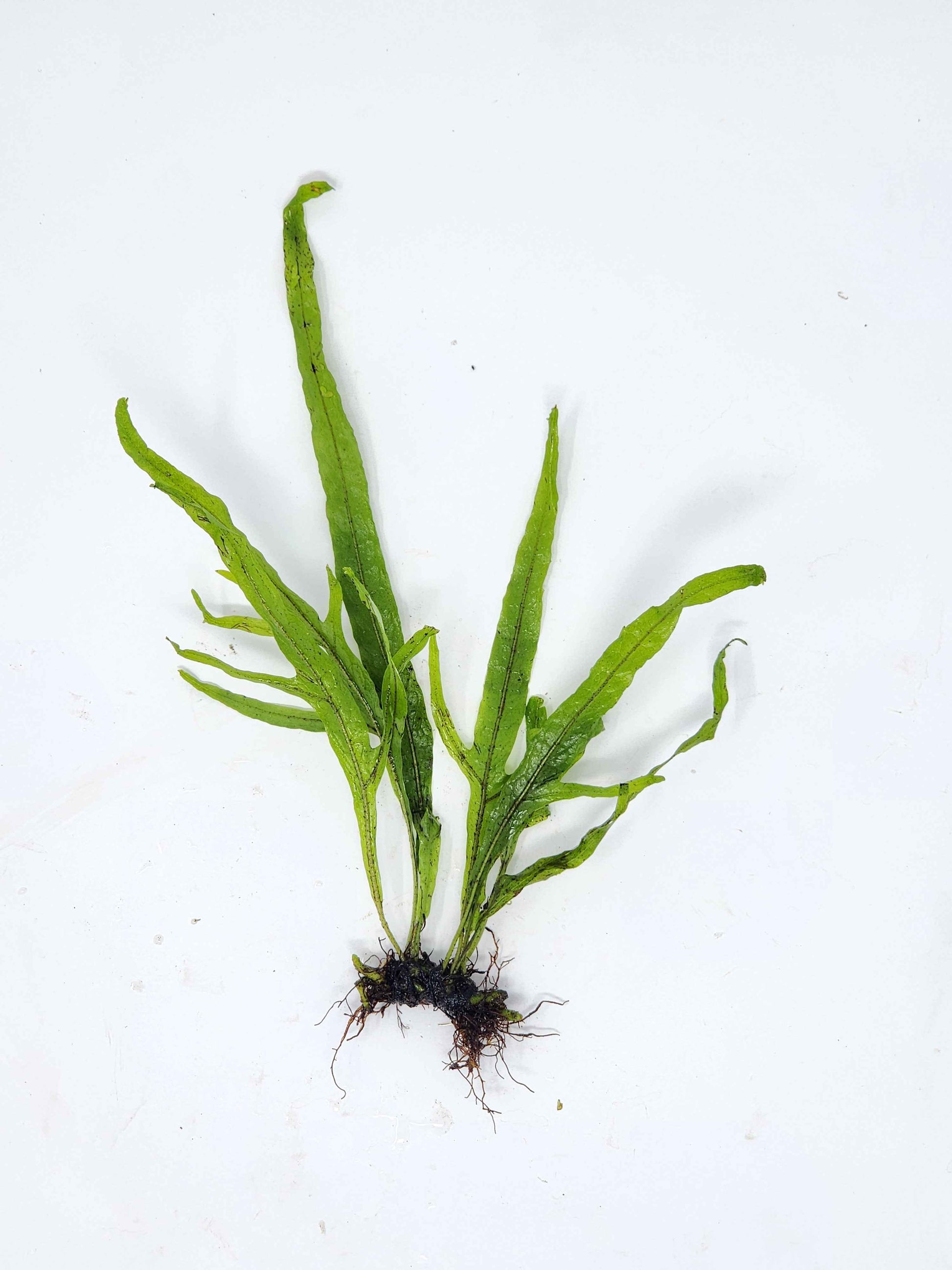 Trident Java Fern