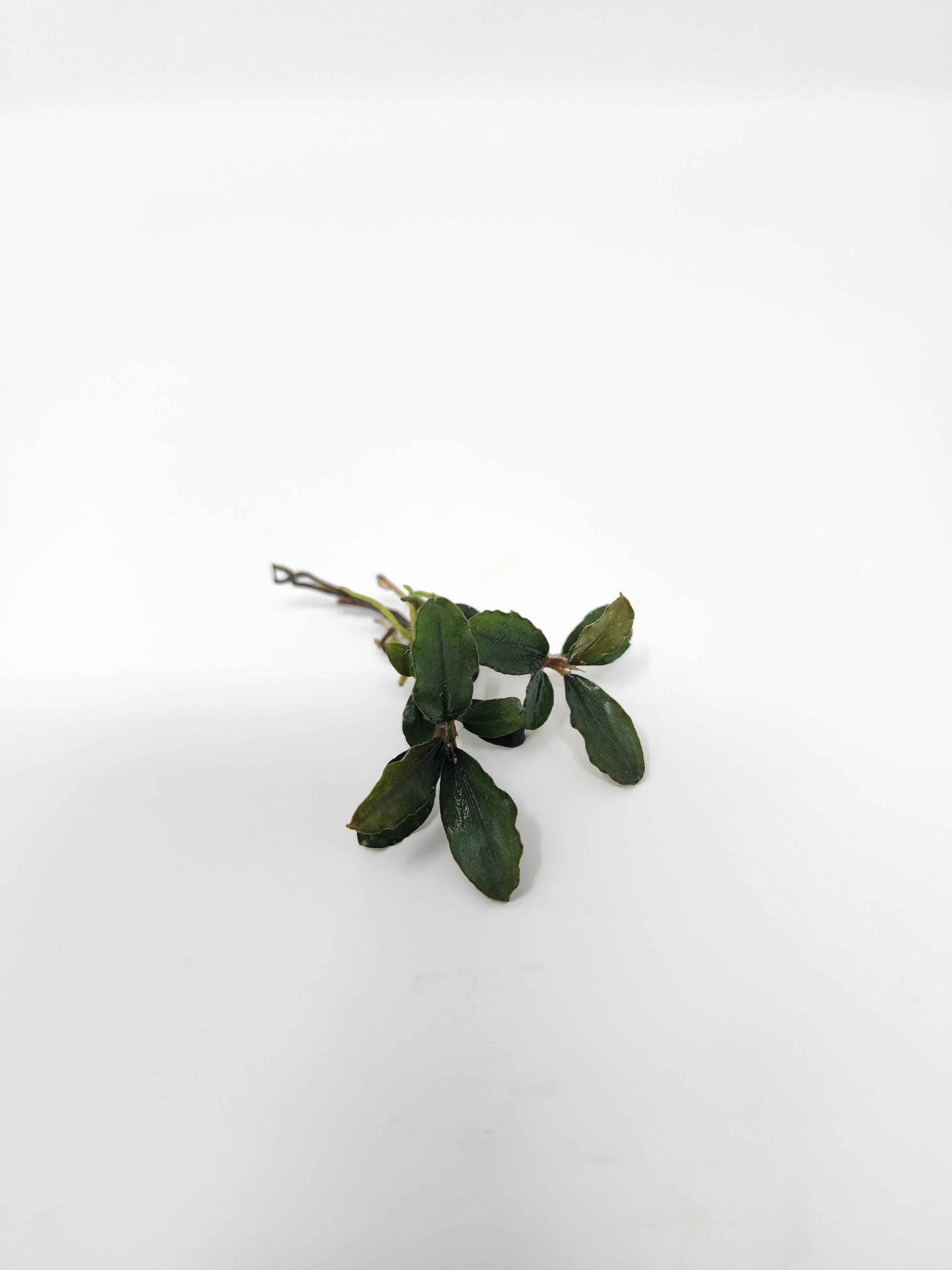 Bucephalandra Mix (Pack of 5)