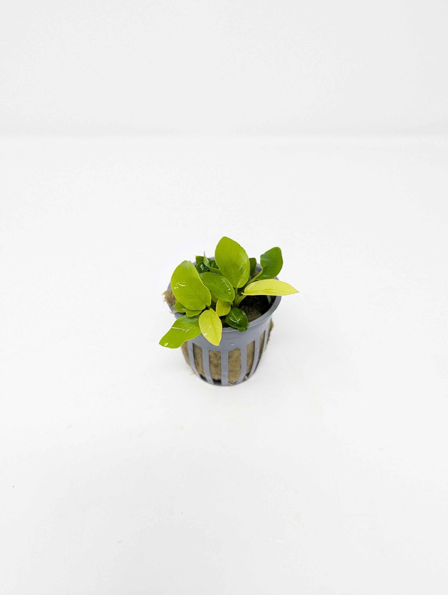 Anubias nana Golden
