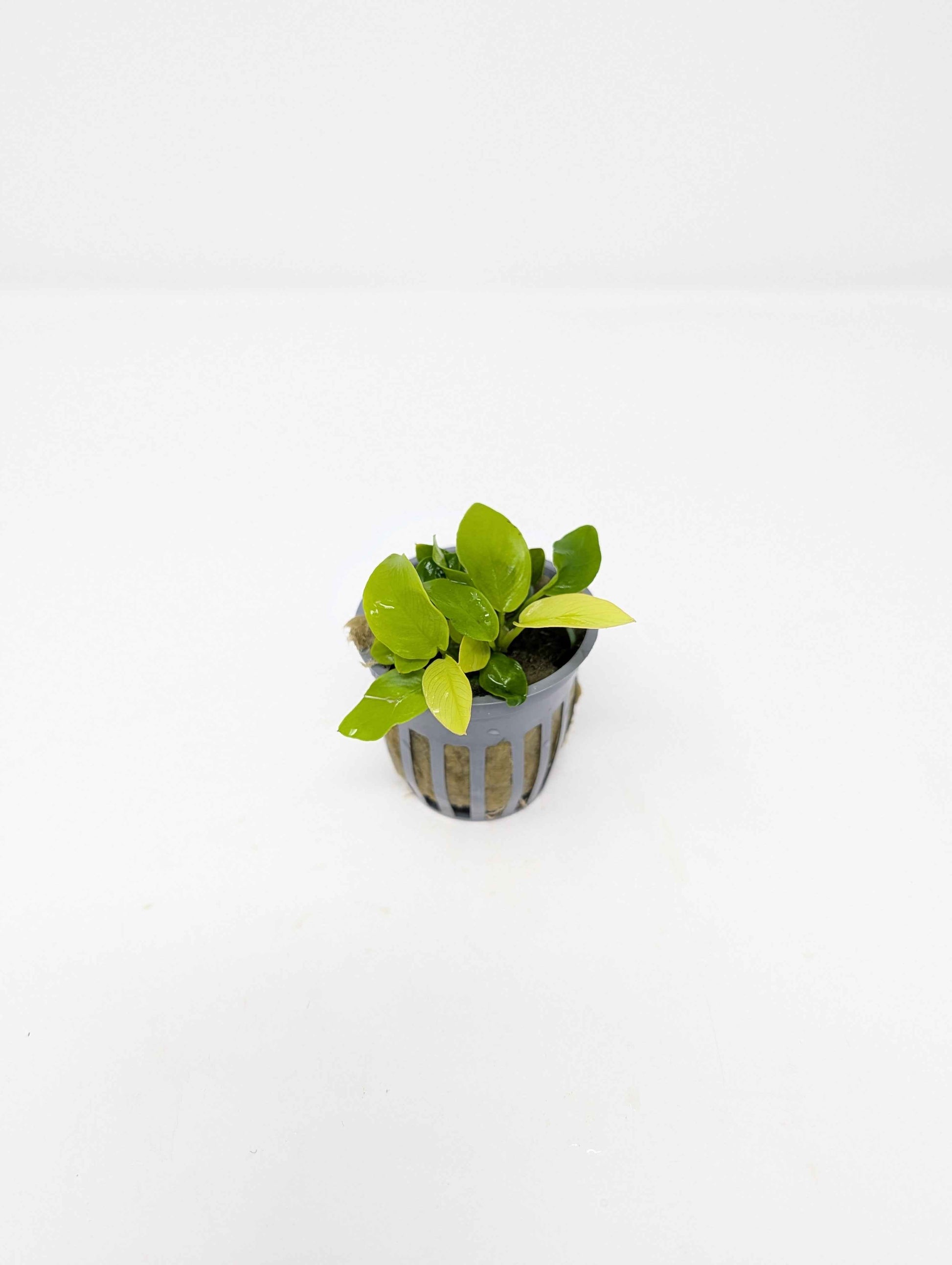 Anubias nana Golden