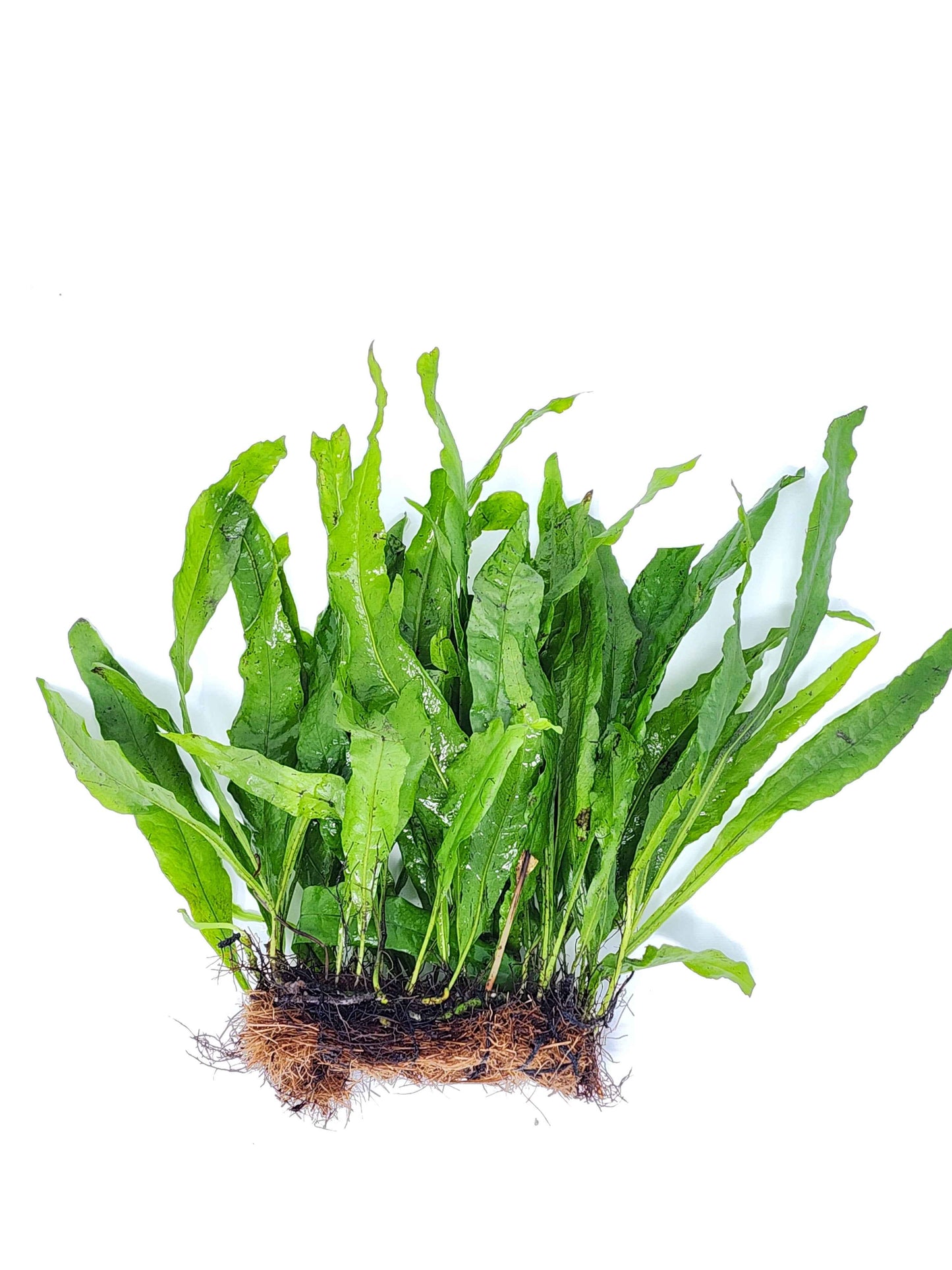Java Fern Mats