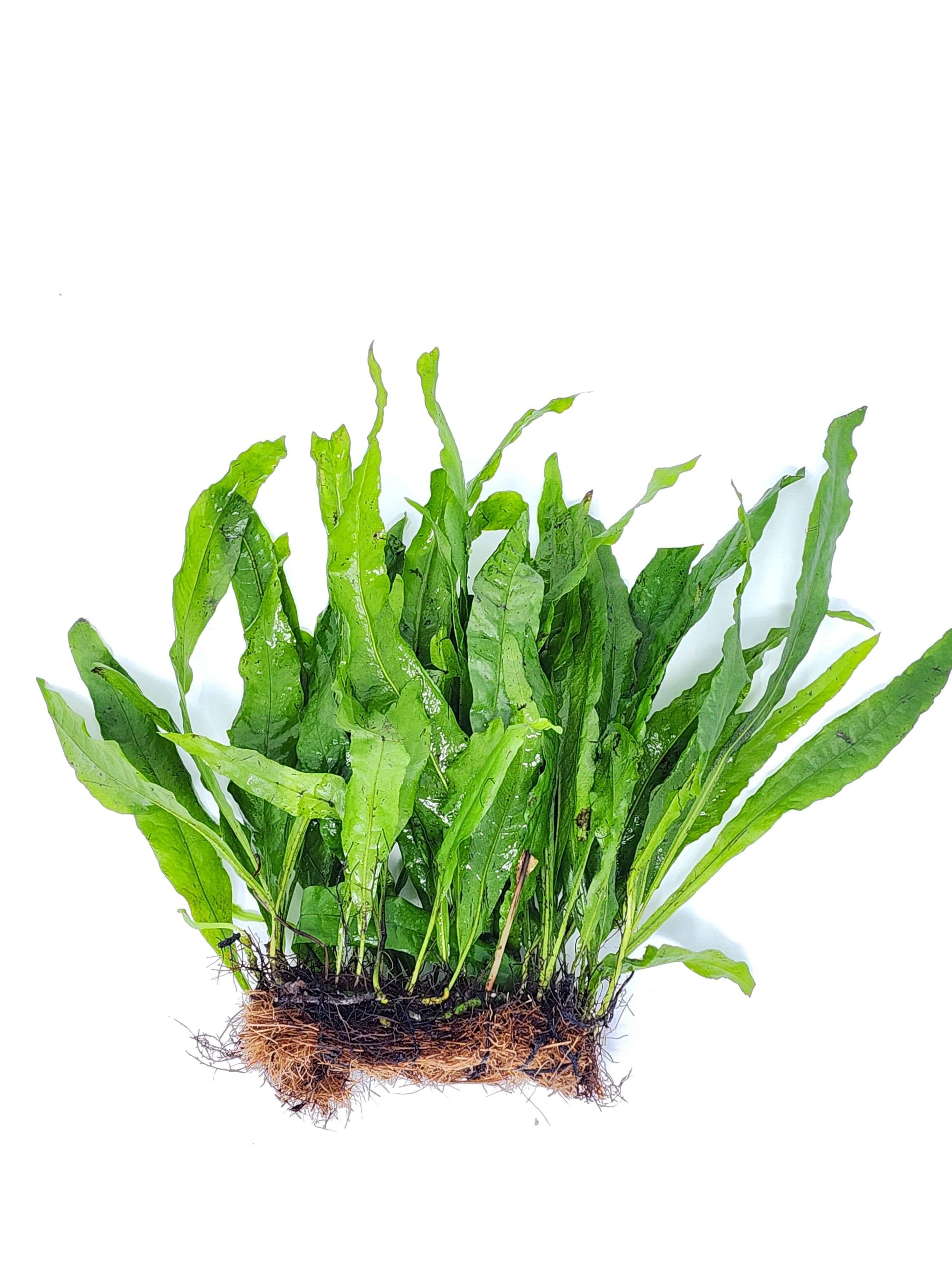 Java Fern Mats