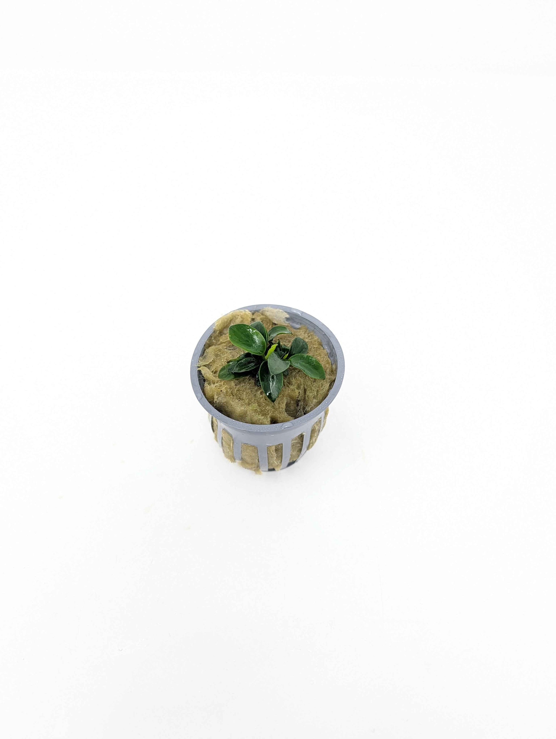 Potted Anubias Nana Petite