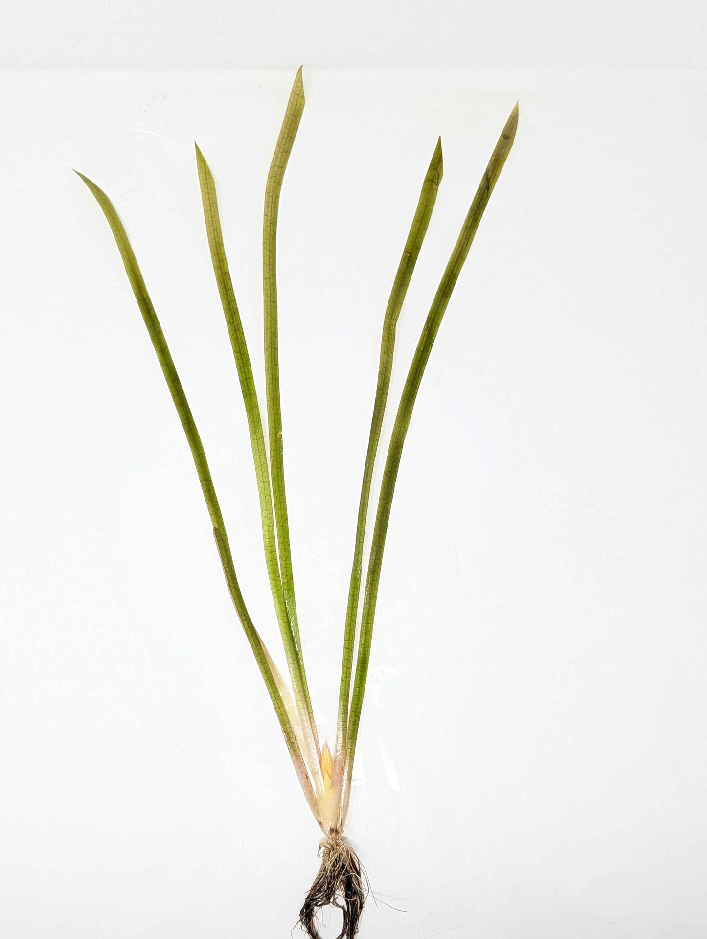 Jungle Val - Vallisneria Americana