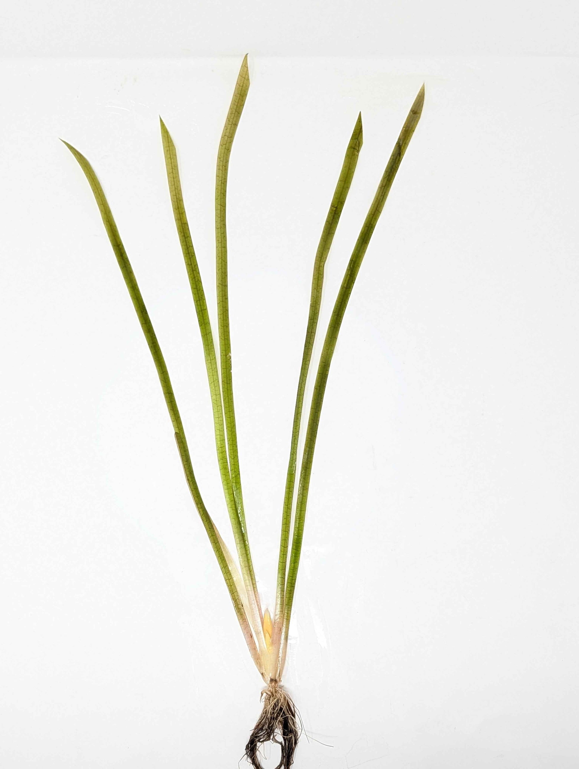 Jungle Val - Vallisneria Americana