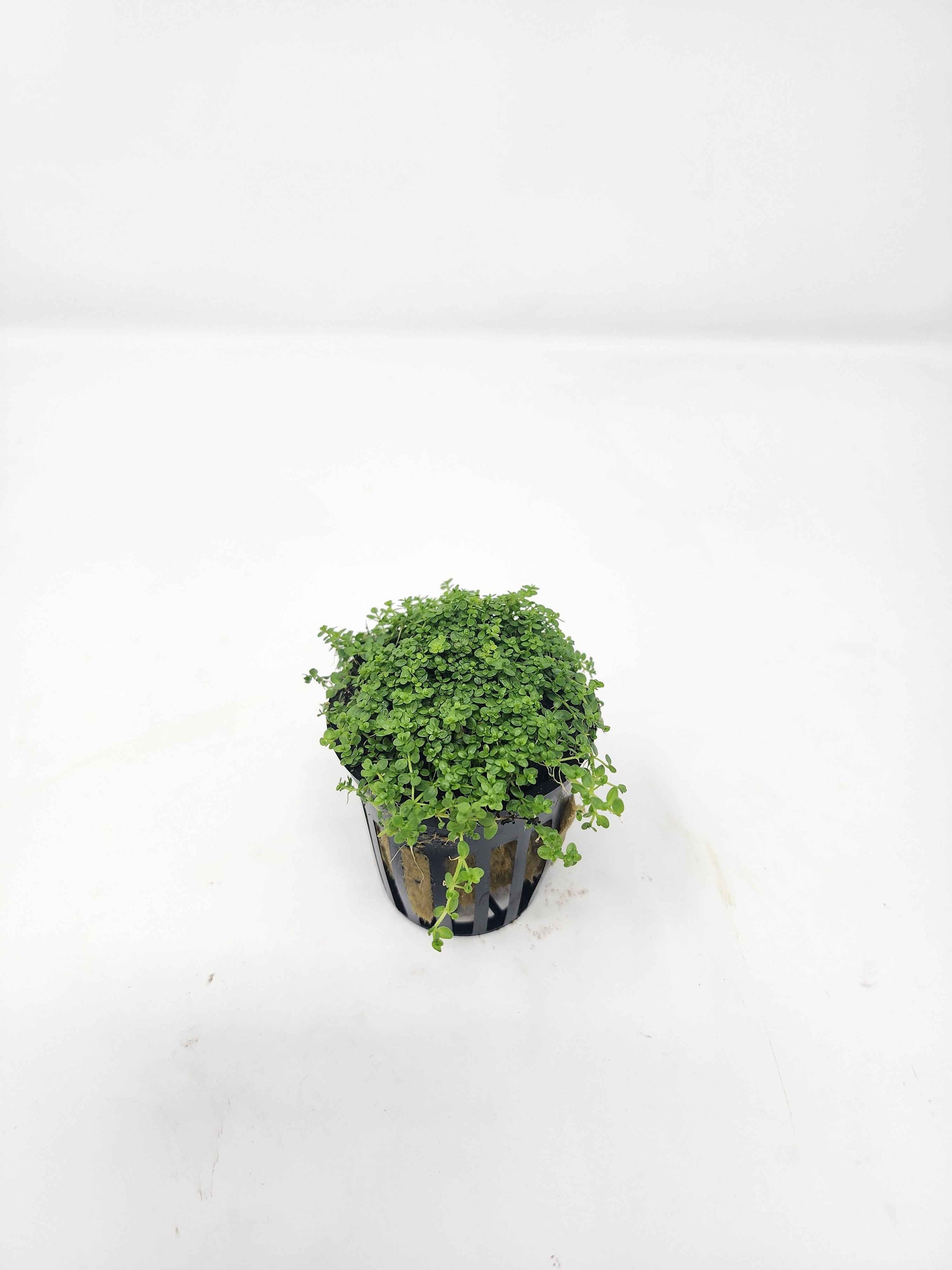 Dwarf Baby Tears (HC)