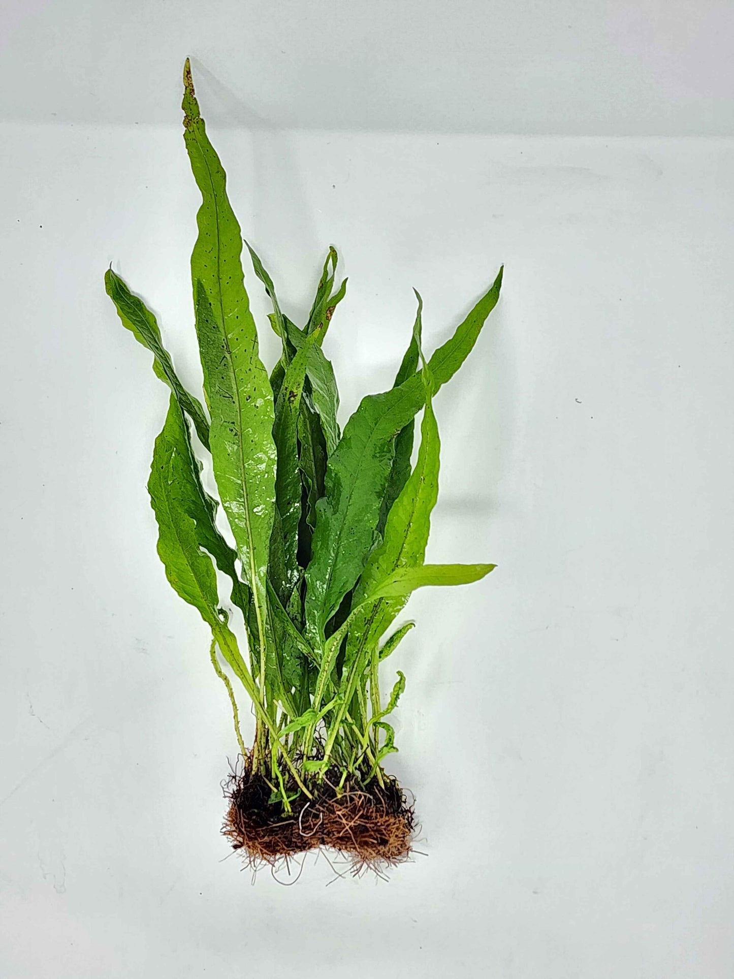 Java Fern Mats