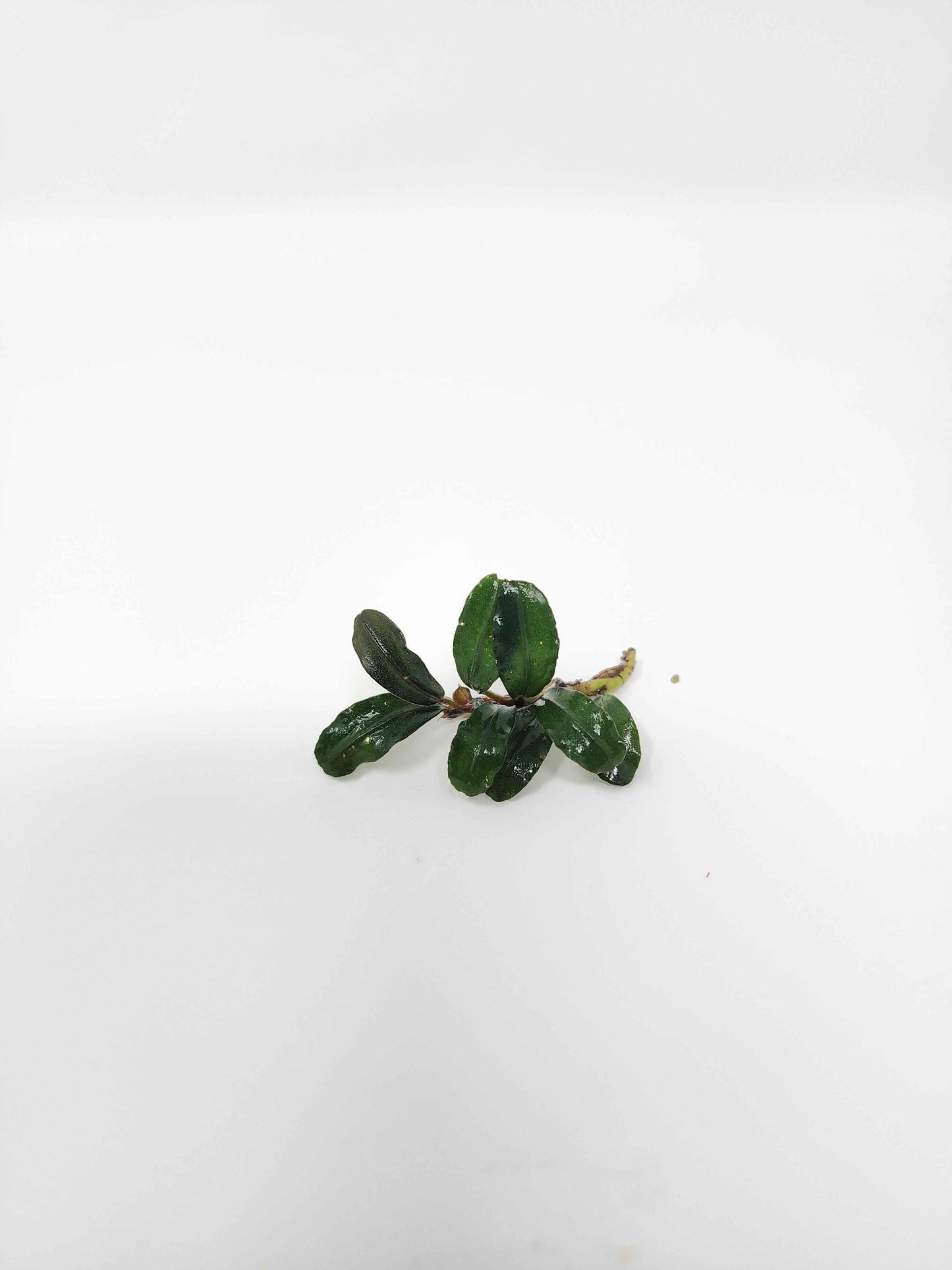 Bucephalandra Mix (Pack of 5)