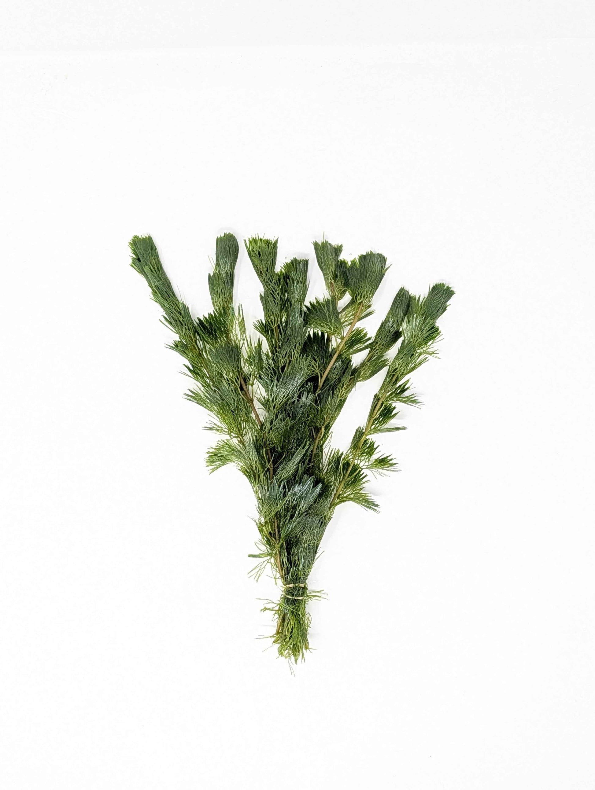 Green Cabomba
