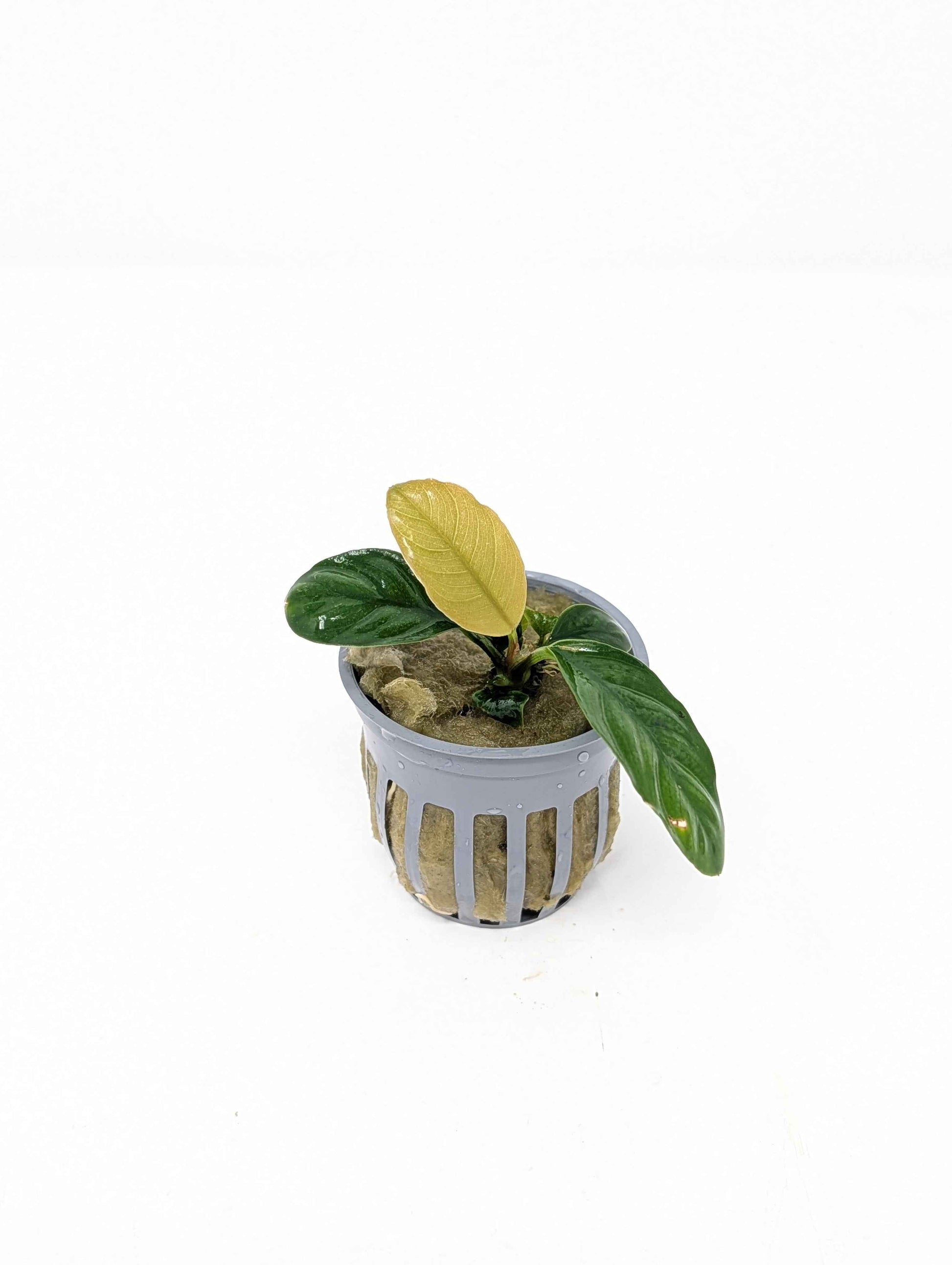 Anubias Coffeefolia