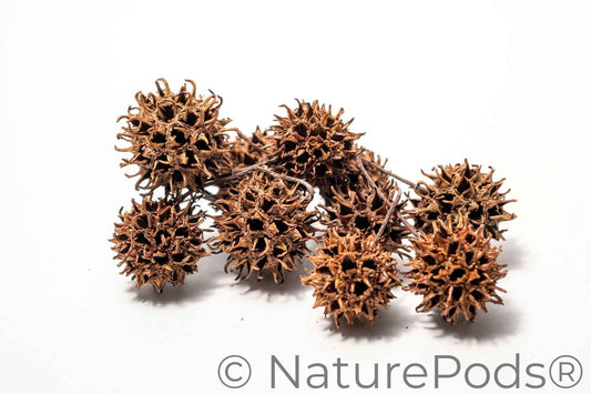 Sweetgum Pods
