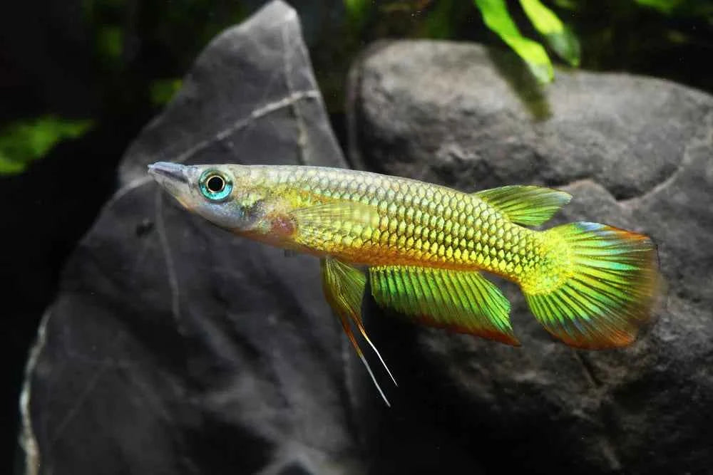 Golden Wonder Panchax