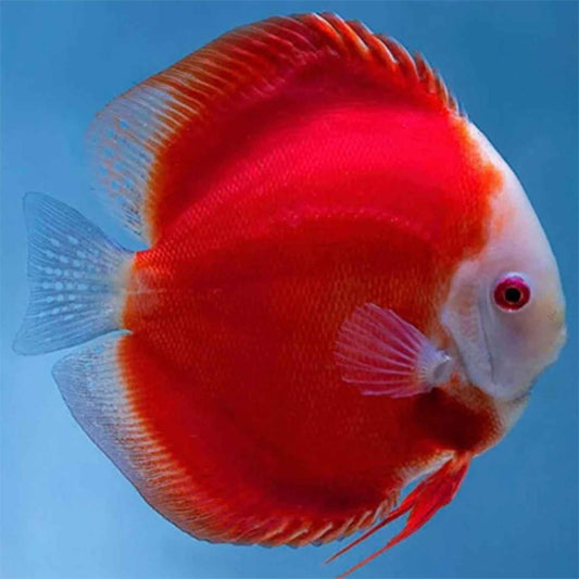 Super Red Discus