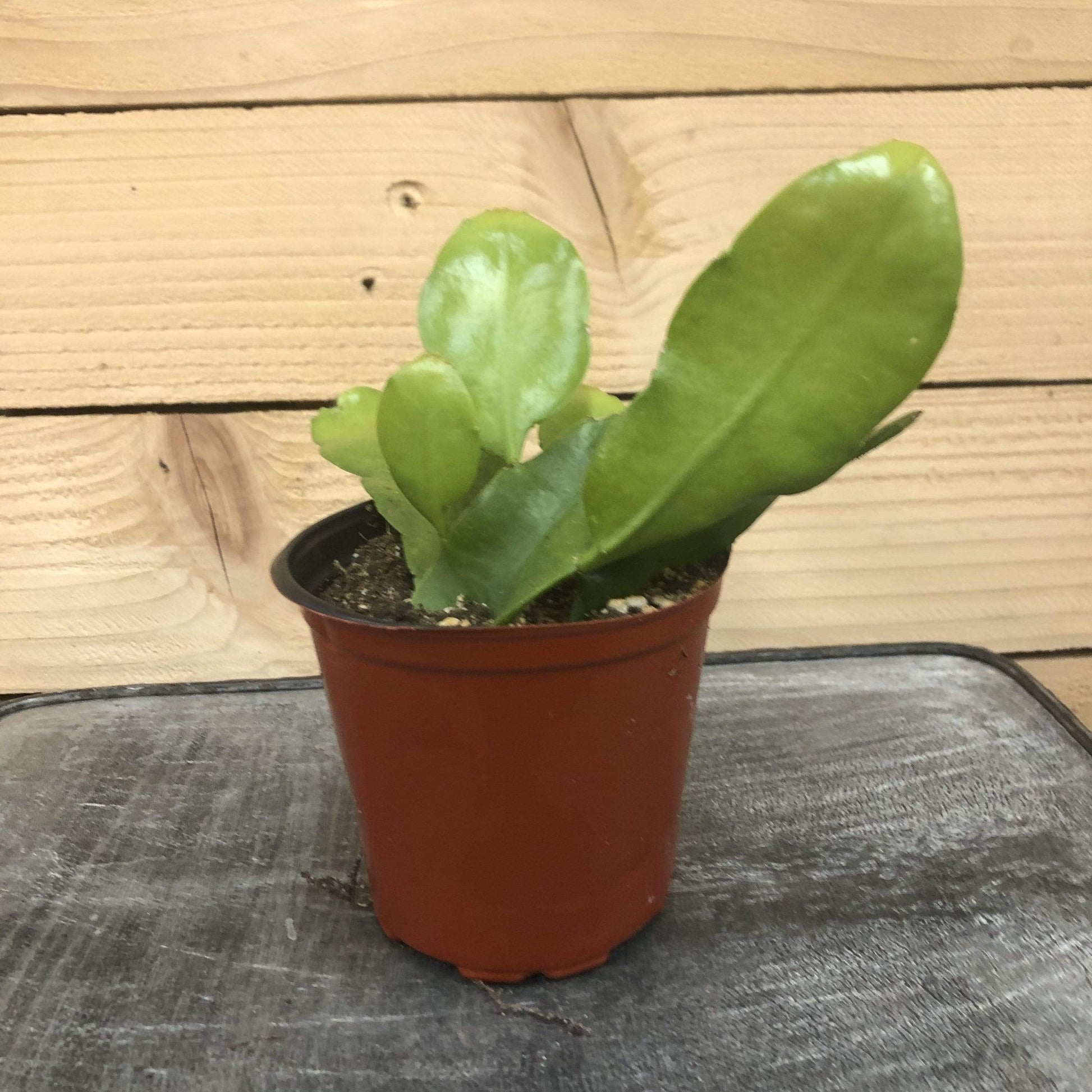 Epiphyllum Queen of the Night, 4" Plant - Scholarly Exotics LLC