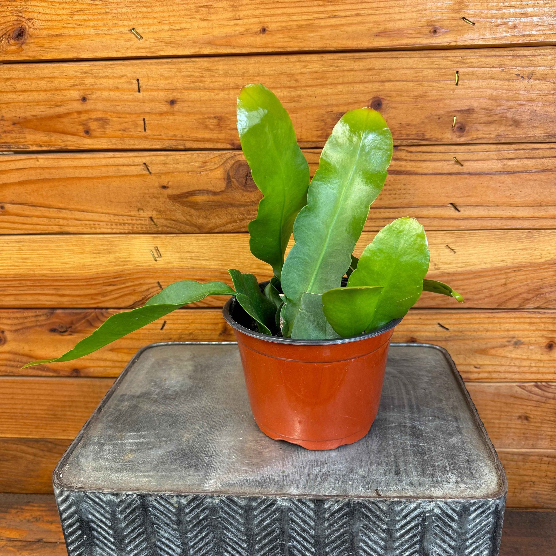 Epiphyllum Queen of the Night, 6" Plant
