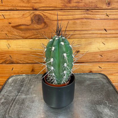 Pachycereus pringlei, 2" Plant