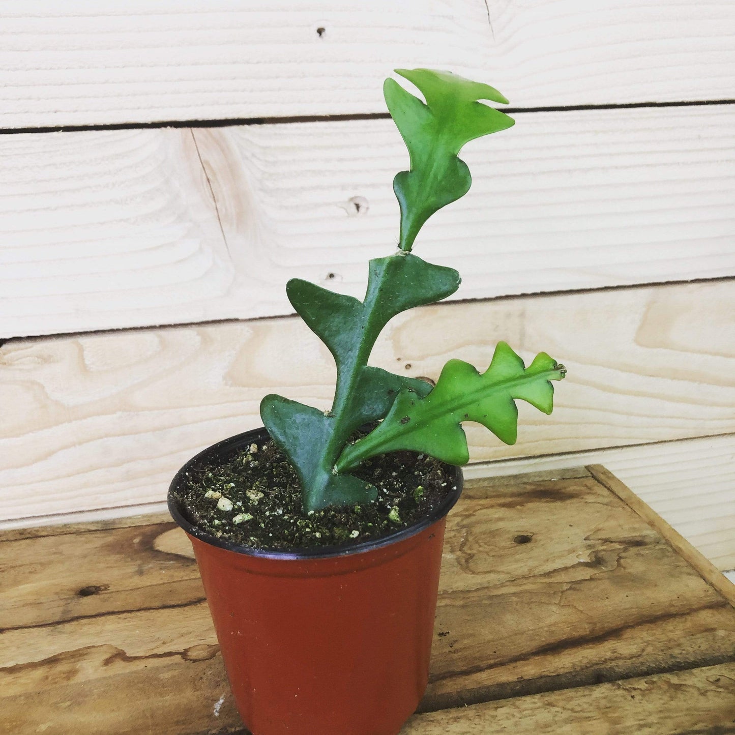 Selenicereus Anthonyanus Fishbone Cactus, 4" Plant - Scholarly Exotics LLC