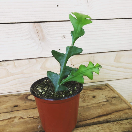 Selenicereus Anthonyanus Fishbone Cactus, 4" Plant - Scholarly Exotics LLC