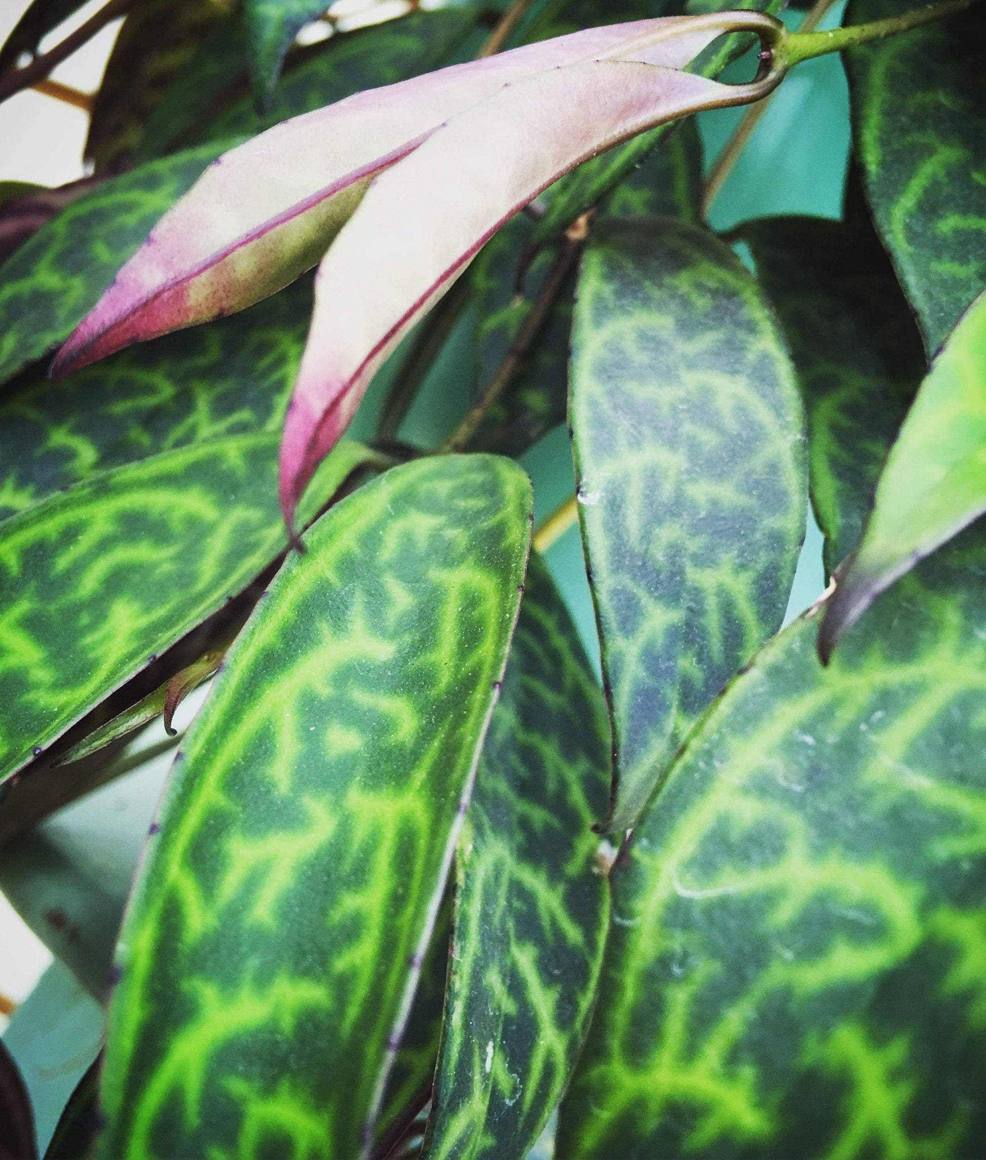 Aeschynanthus Lipstick Black Pagoda, Cuttings x5 - Scholarly Exotics LLC