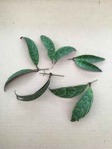 Aeschynanthus Lipstick Black Pagoda, Cuttings x5