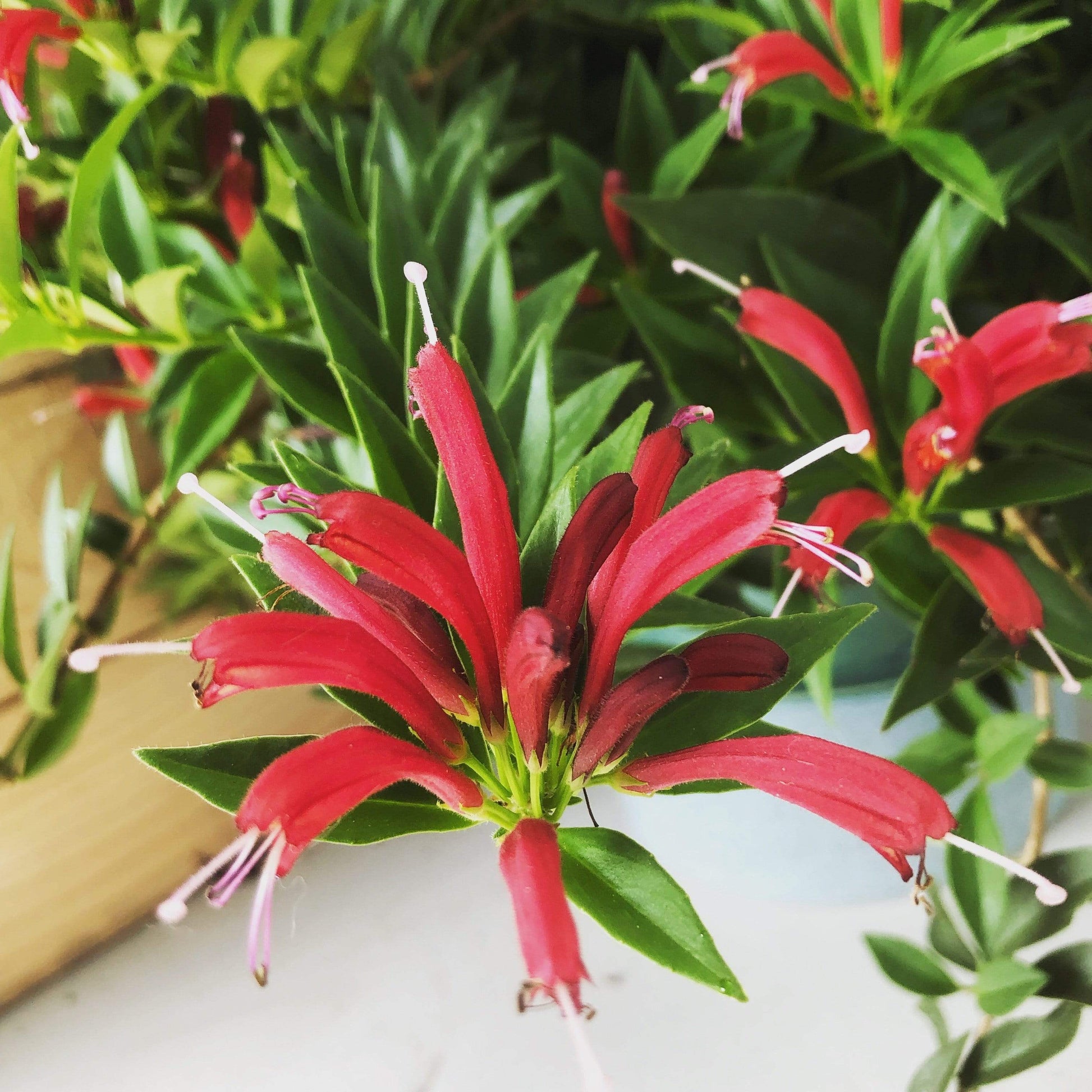 Aeschynanthus Lipstick Purple Star, 2" Plant - Scholarly Exotics LLC