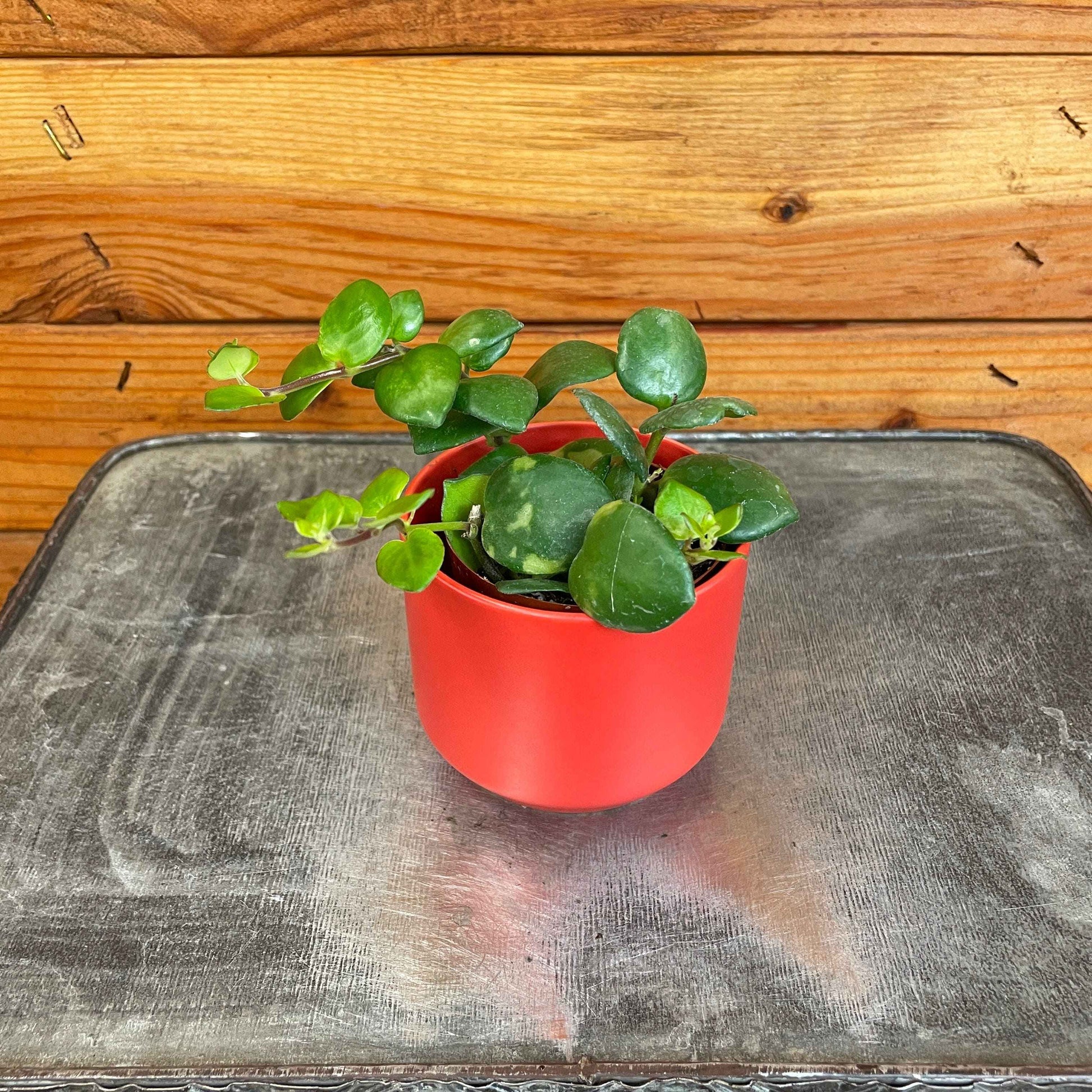 Aeschynanthus Lipstick Thai Pink, 2" Plant
