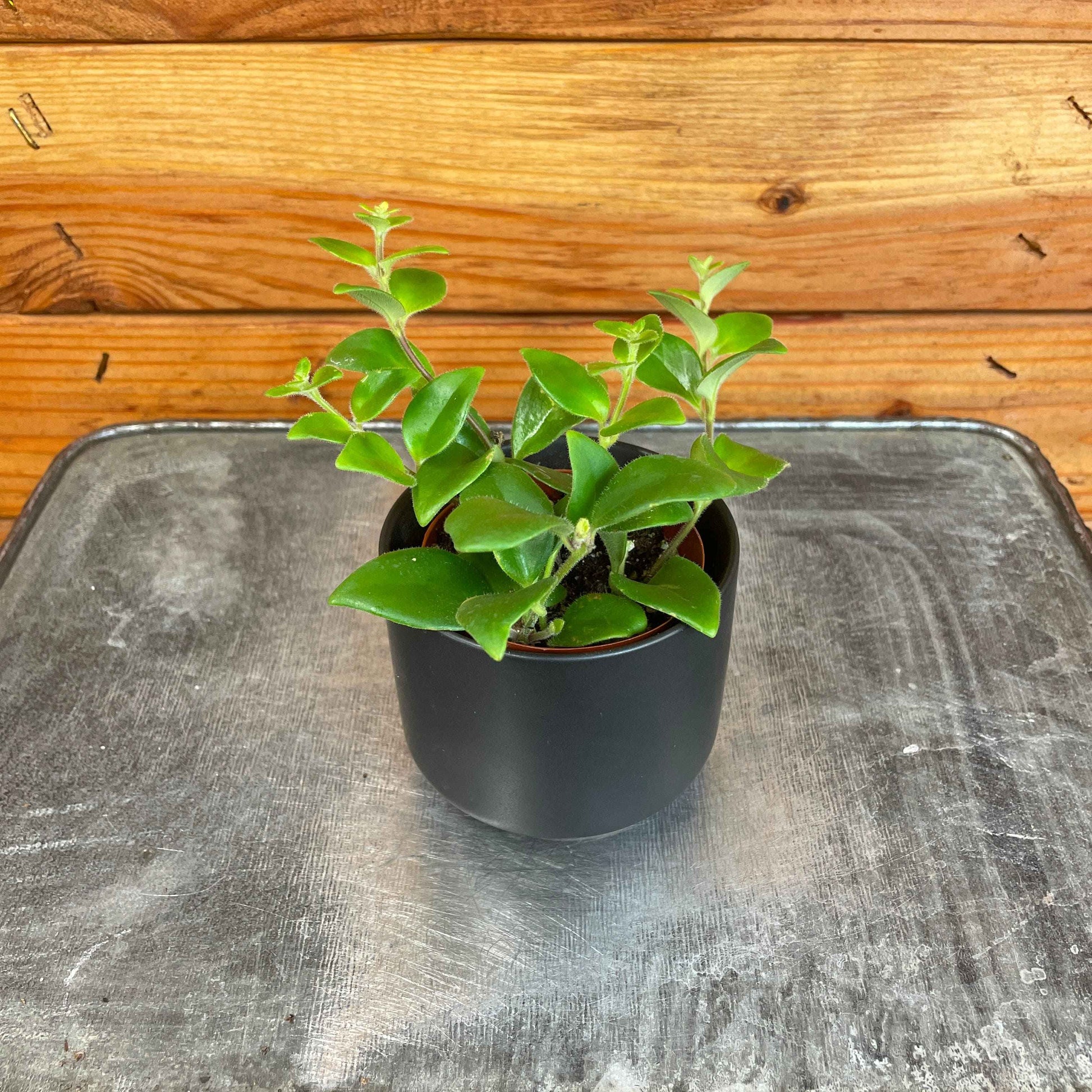 Aeschynanthus Lipstick Tricolor from Borneo, 2" Plant