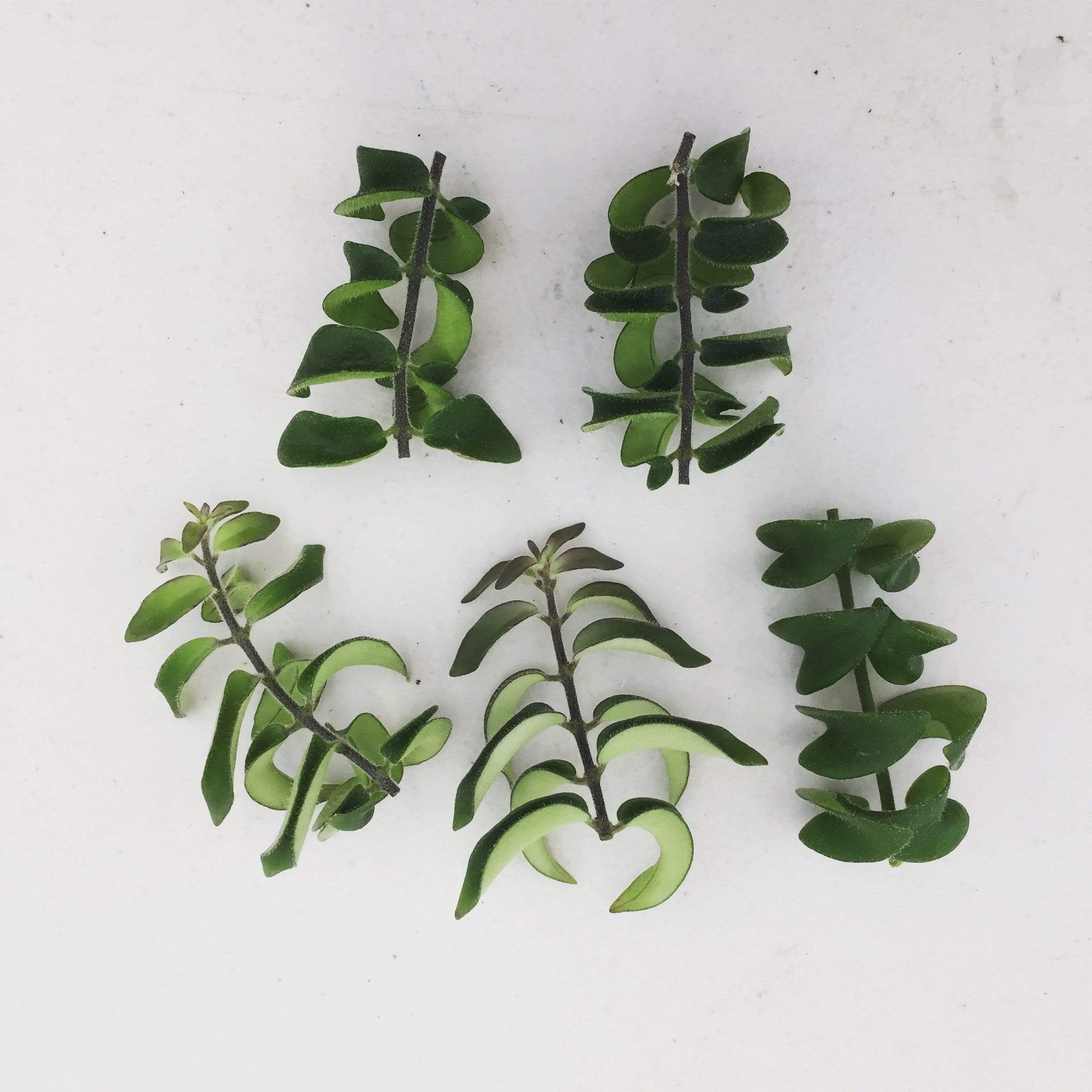 Aeschynanthus Lipstick Twister, Cuttings x5 - Scholarly Exotics LLC