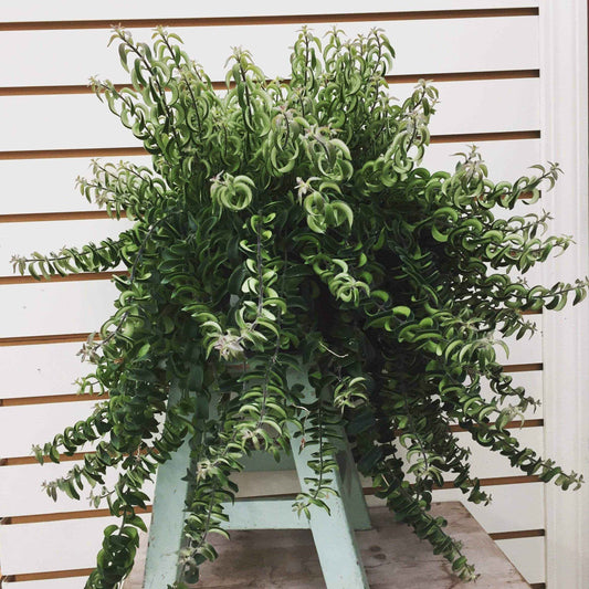 Aeschynanthus Lipstick Twister, Cuttings x5