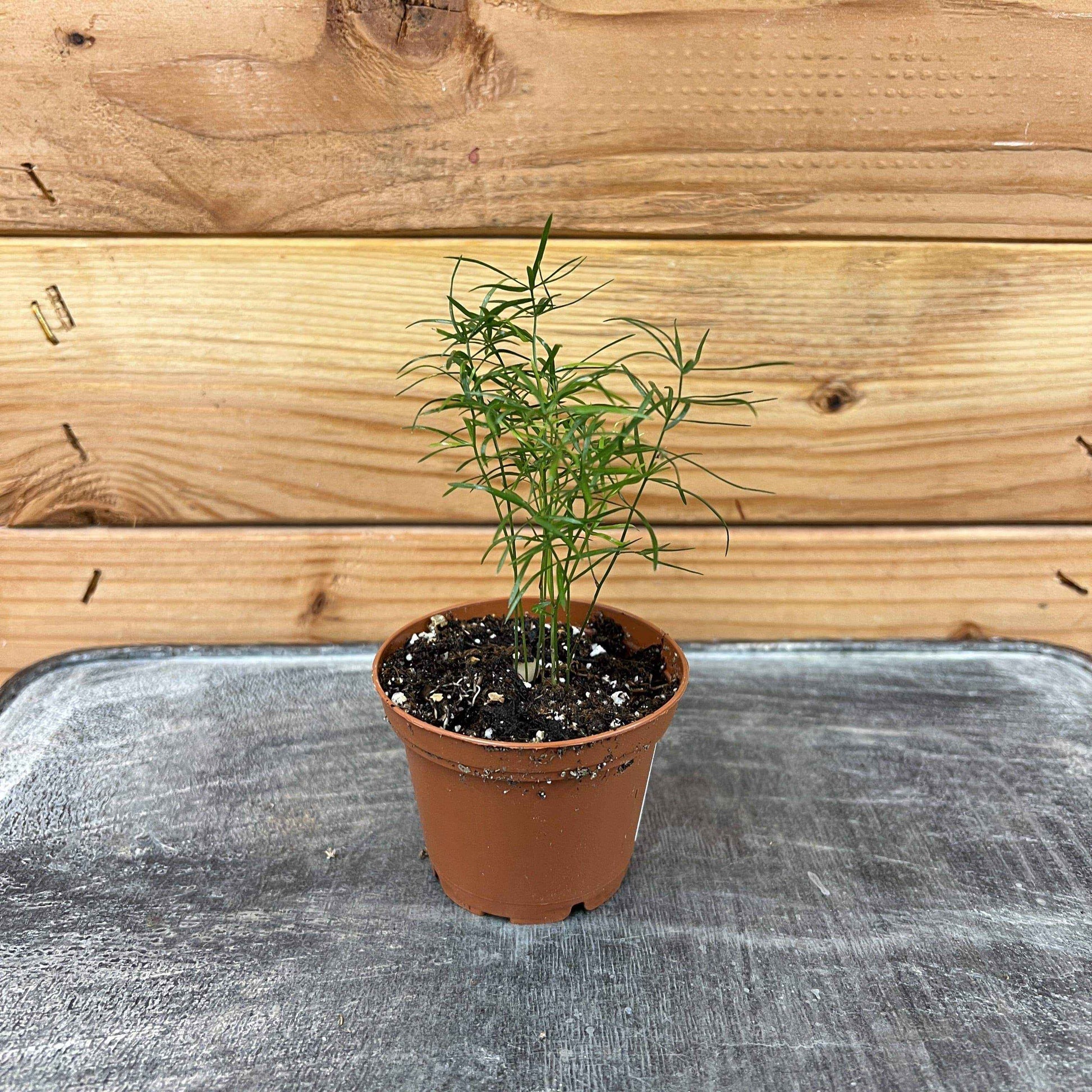 Asparagus Densiflorus Sprengeri Fern, 2" Plant