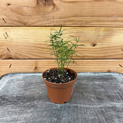 Asparagus Densiflorus Sprengeri Fern, 2" Plant