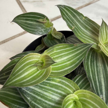 Callisia Elegans, 2" Plant