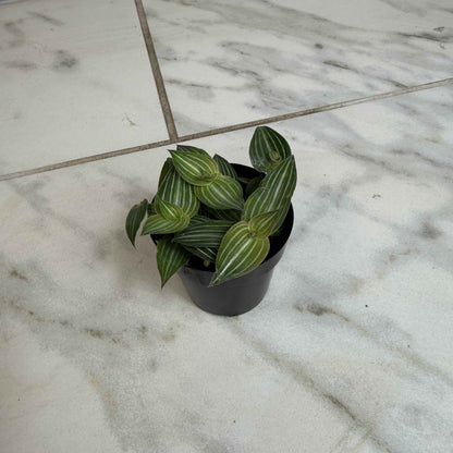 Callisia Elegans, 2" Plant